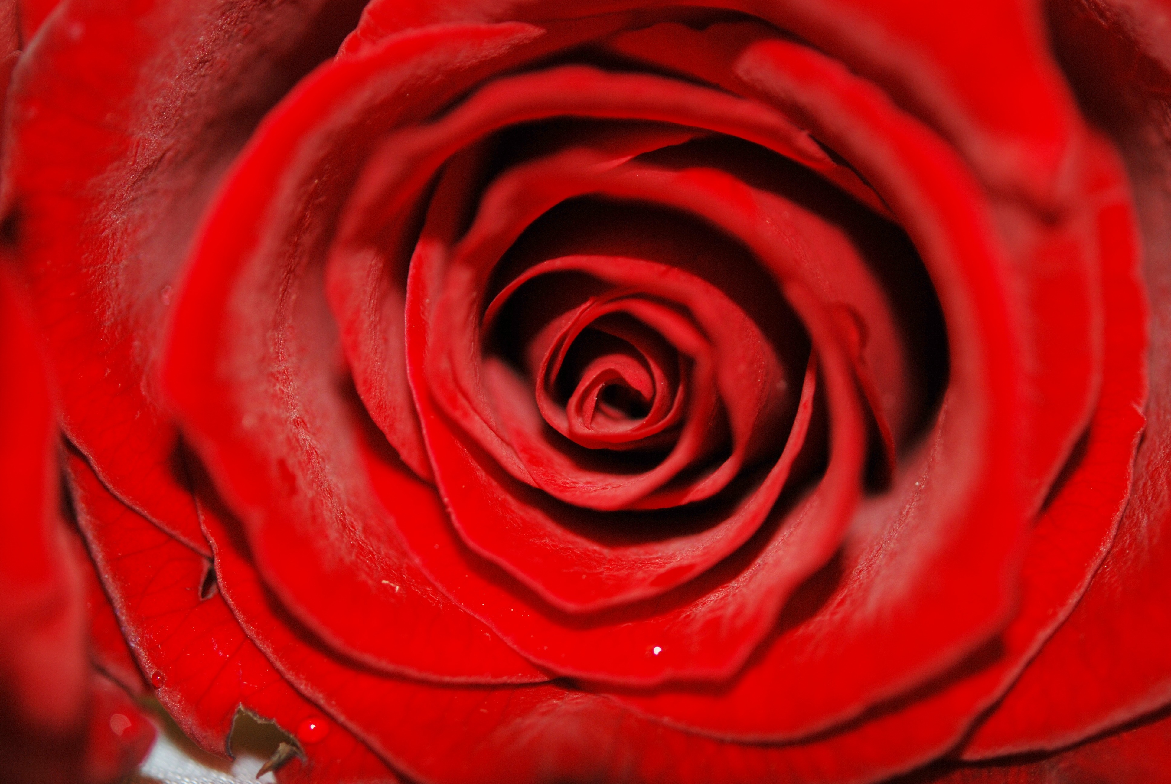 Wallpaper with red rose bud free image download