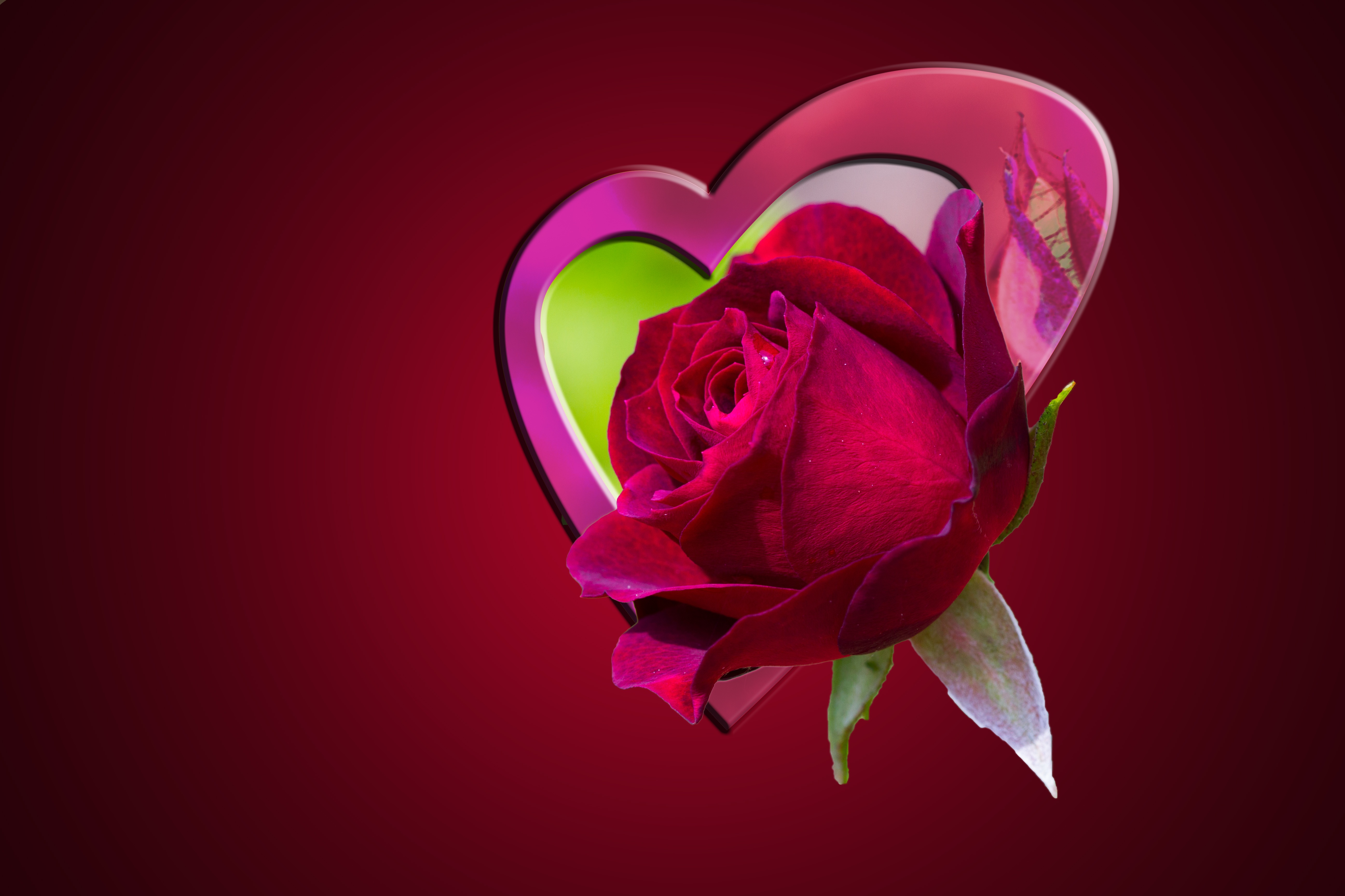 Red love flower free image download
