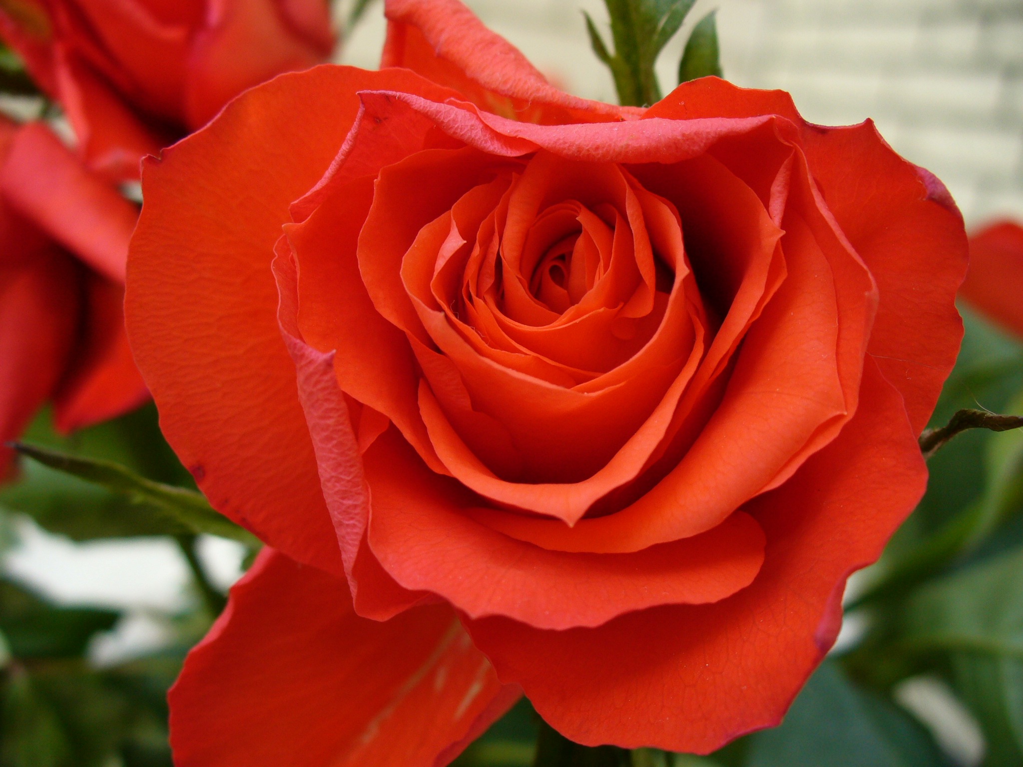 Red rose like love free image download