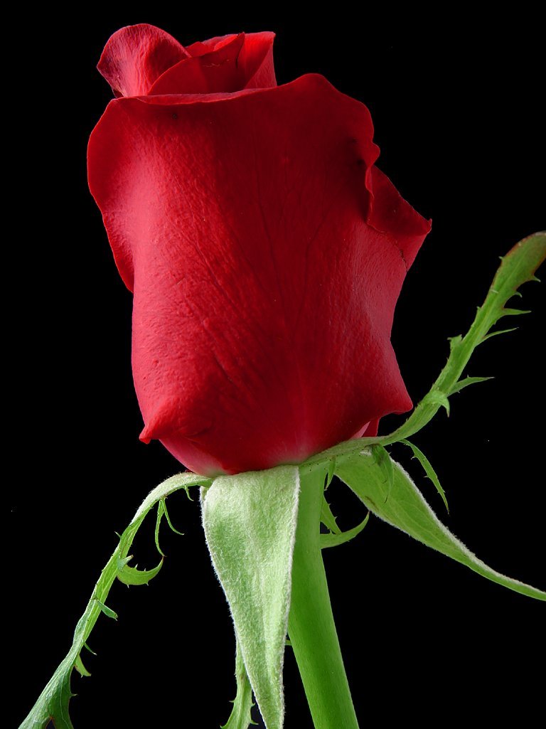 Wondrous nice red rose flower free image download