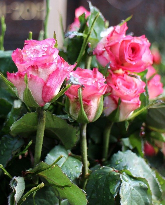 Pink roses bouquet free image download