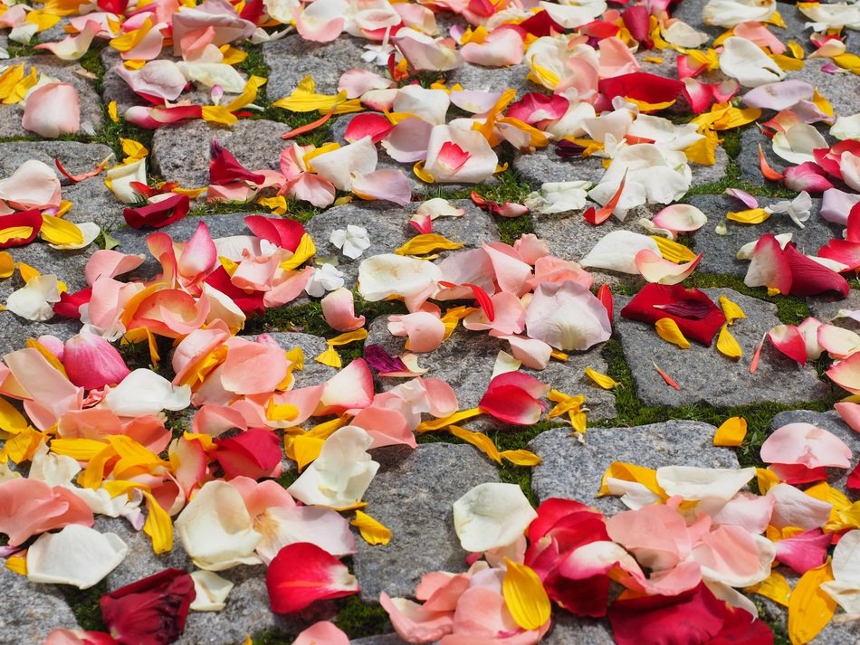 Rose petals wedding free image download