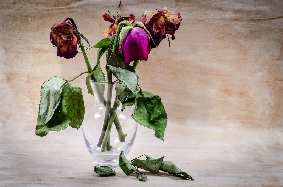 Dead roses in vase free image download