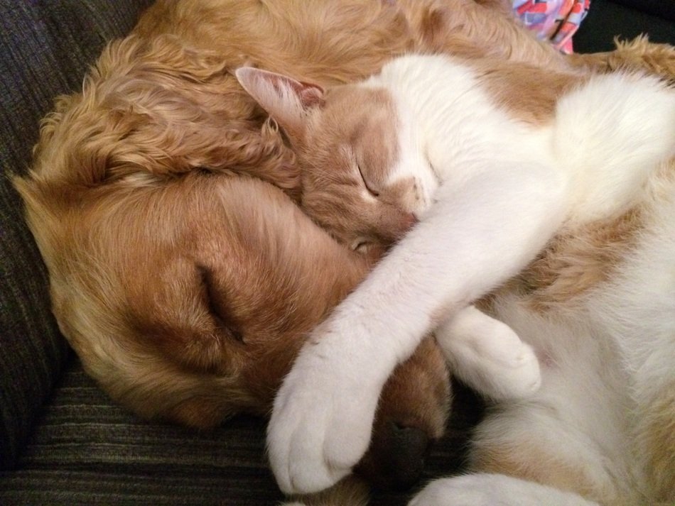Cat and dog sleeping together free image download