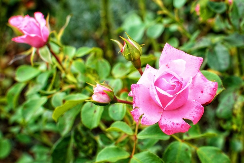 Dog rose bush free image download