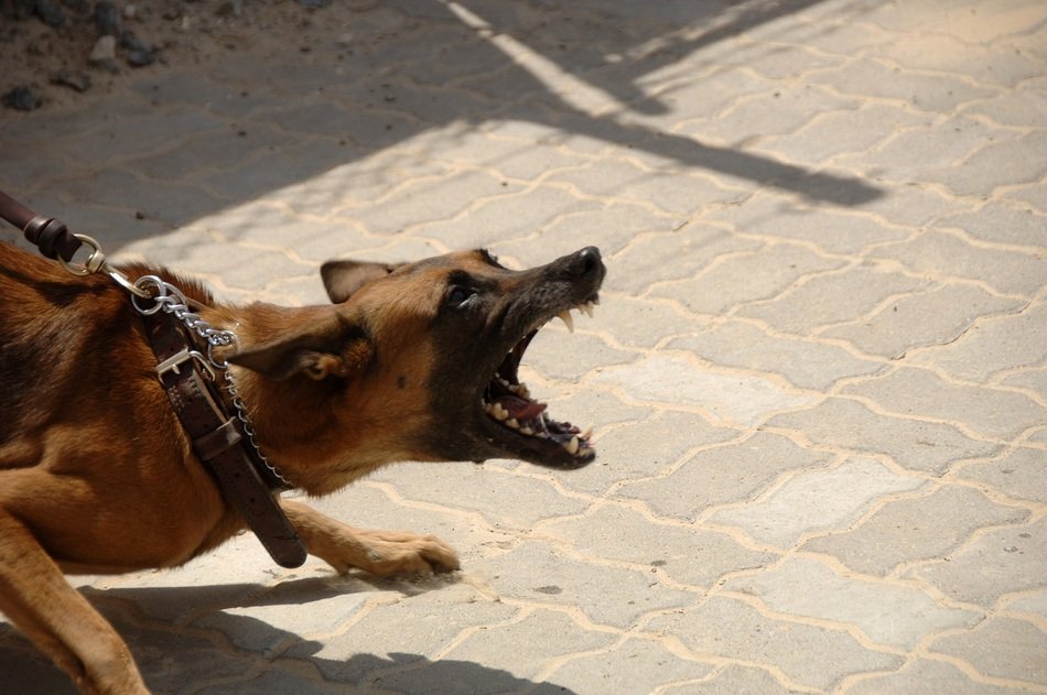 Aggressive dog on leash free image download