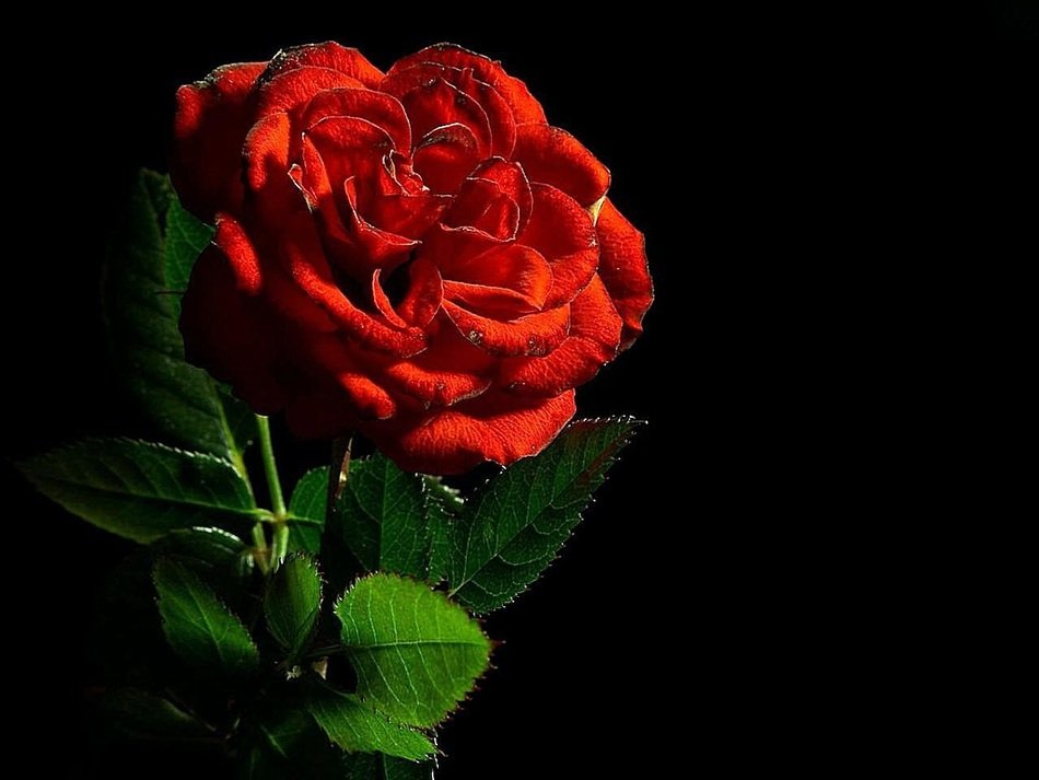 Beautiful red rose flower love romance black background free image download