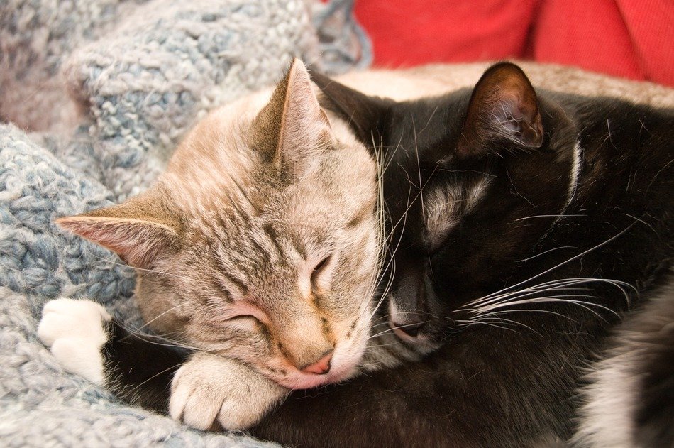 Two cats in each other's arms free image download