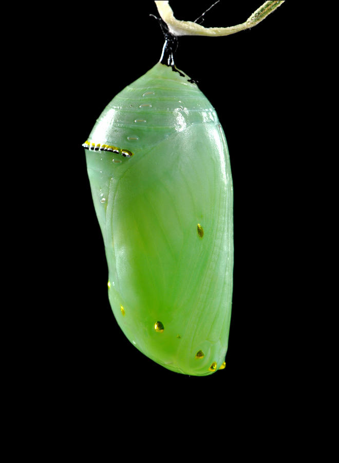 Green monarch butterfly cocoon free image download