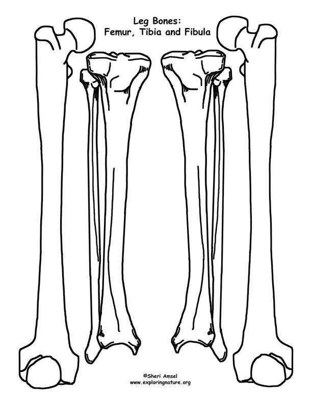 Human Body Skeleton Bones Template Printable free image download