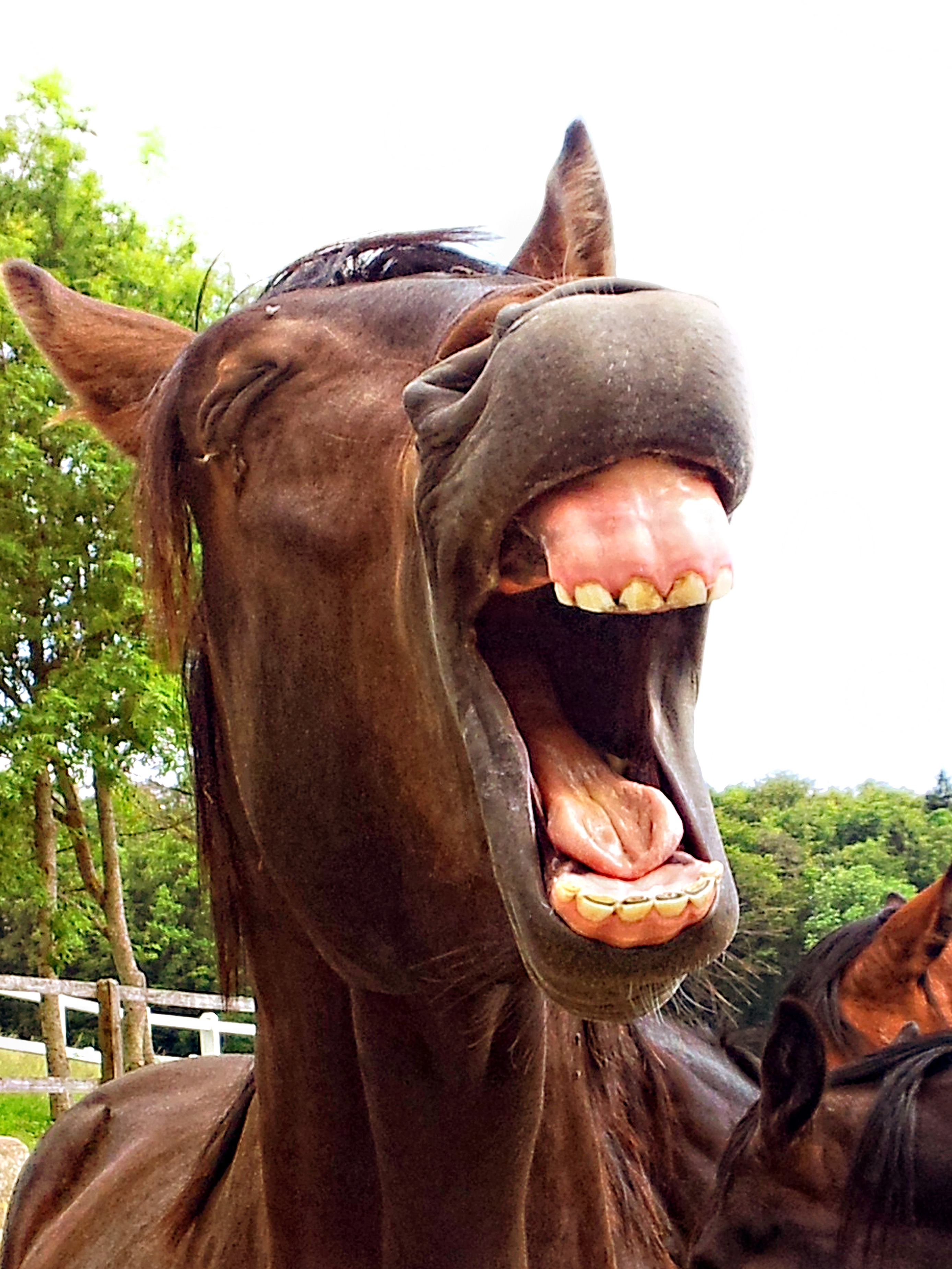 Brown horse with wide open mouth free image download