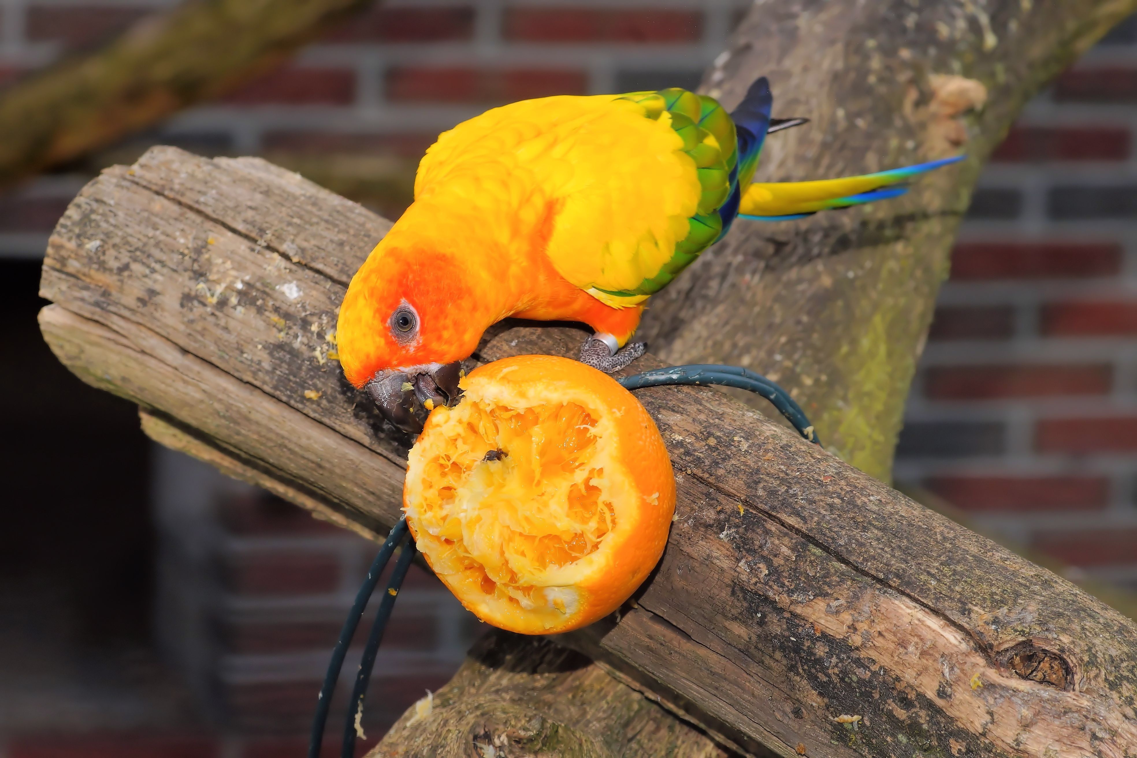 Young parrot eating an orange free image download