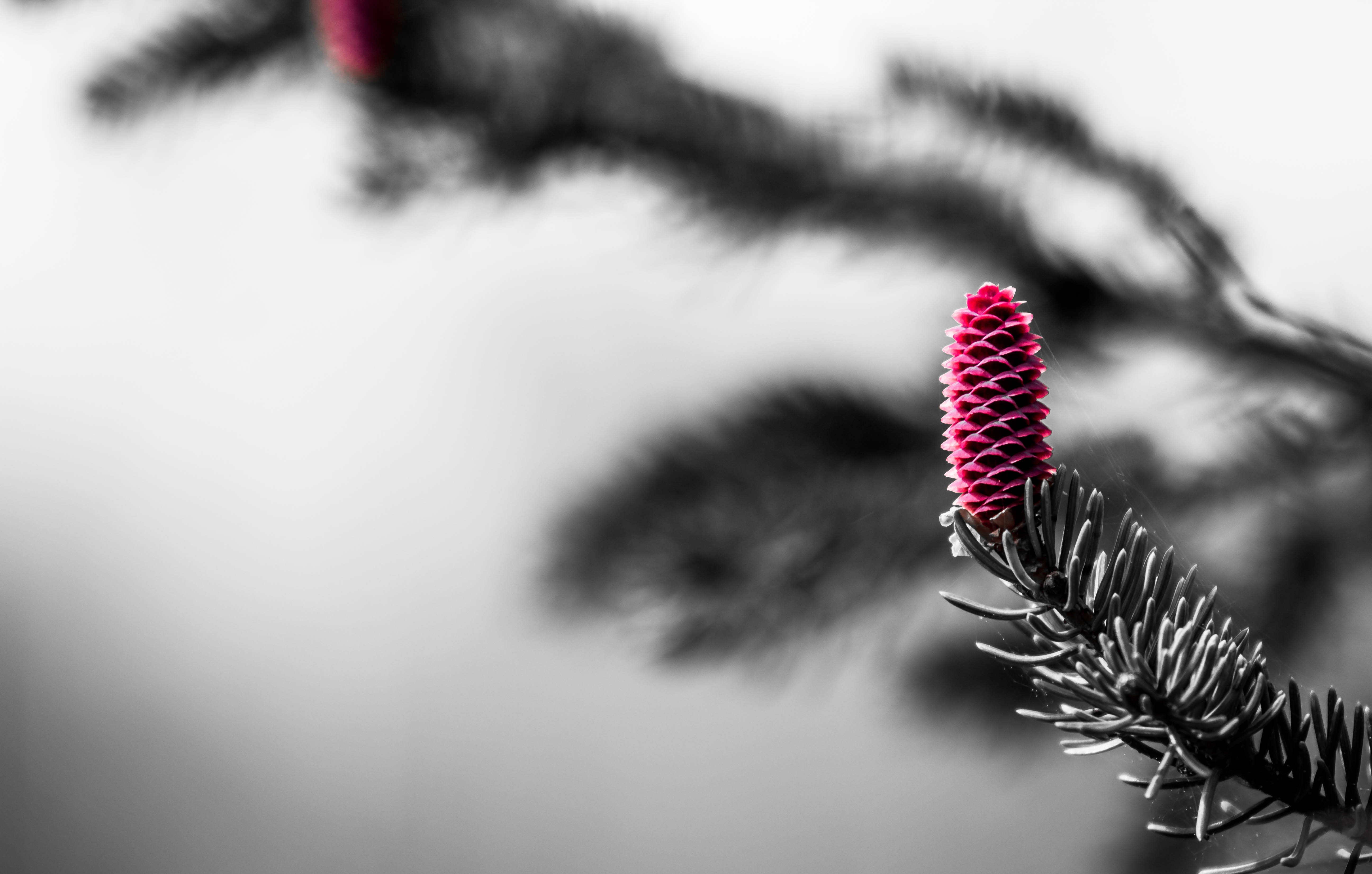 Closeup of the fir tree flower bud free image download