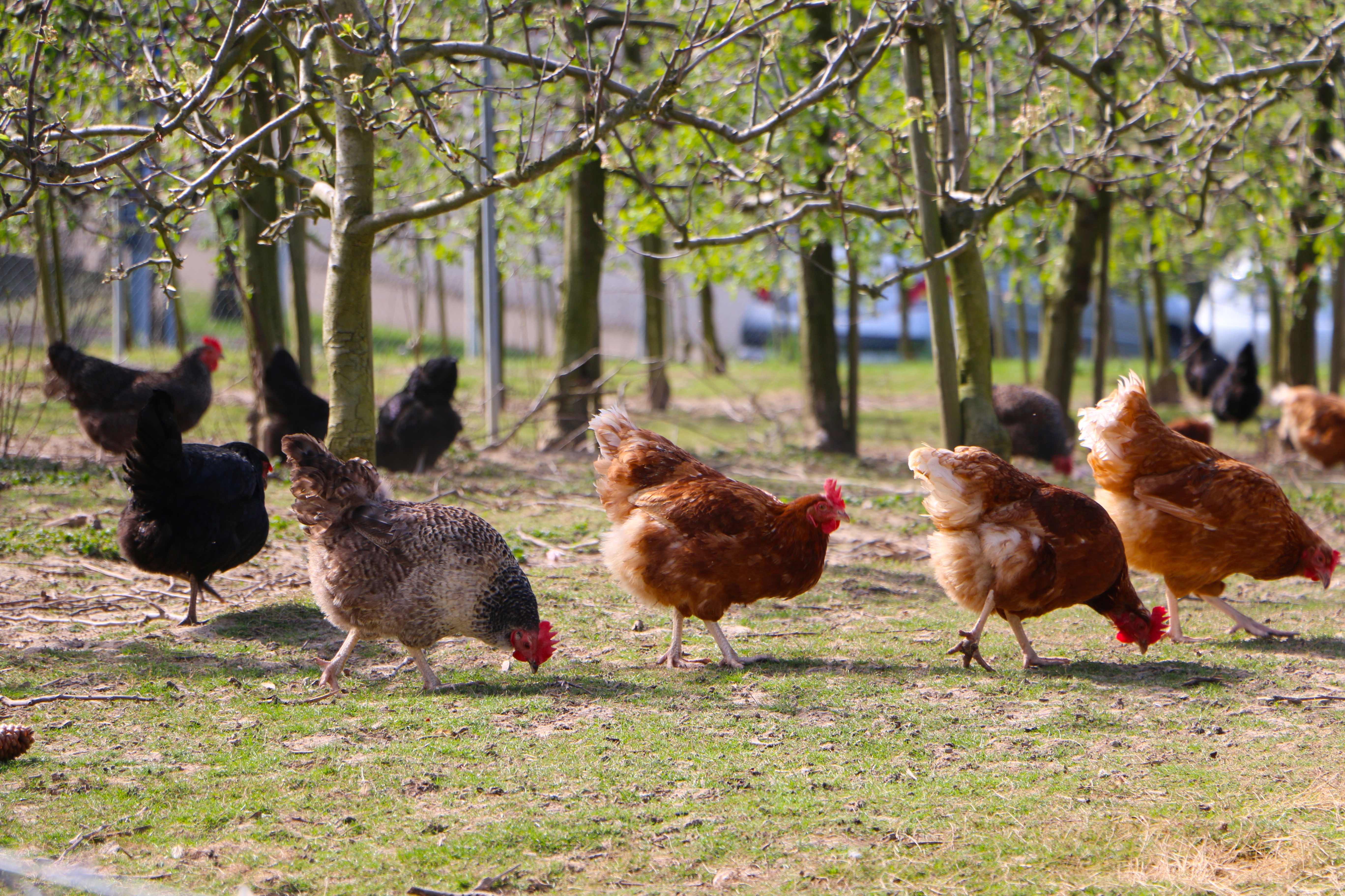 Chickens grazing outdoor free image download