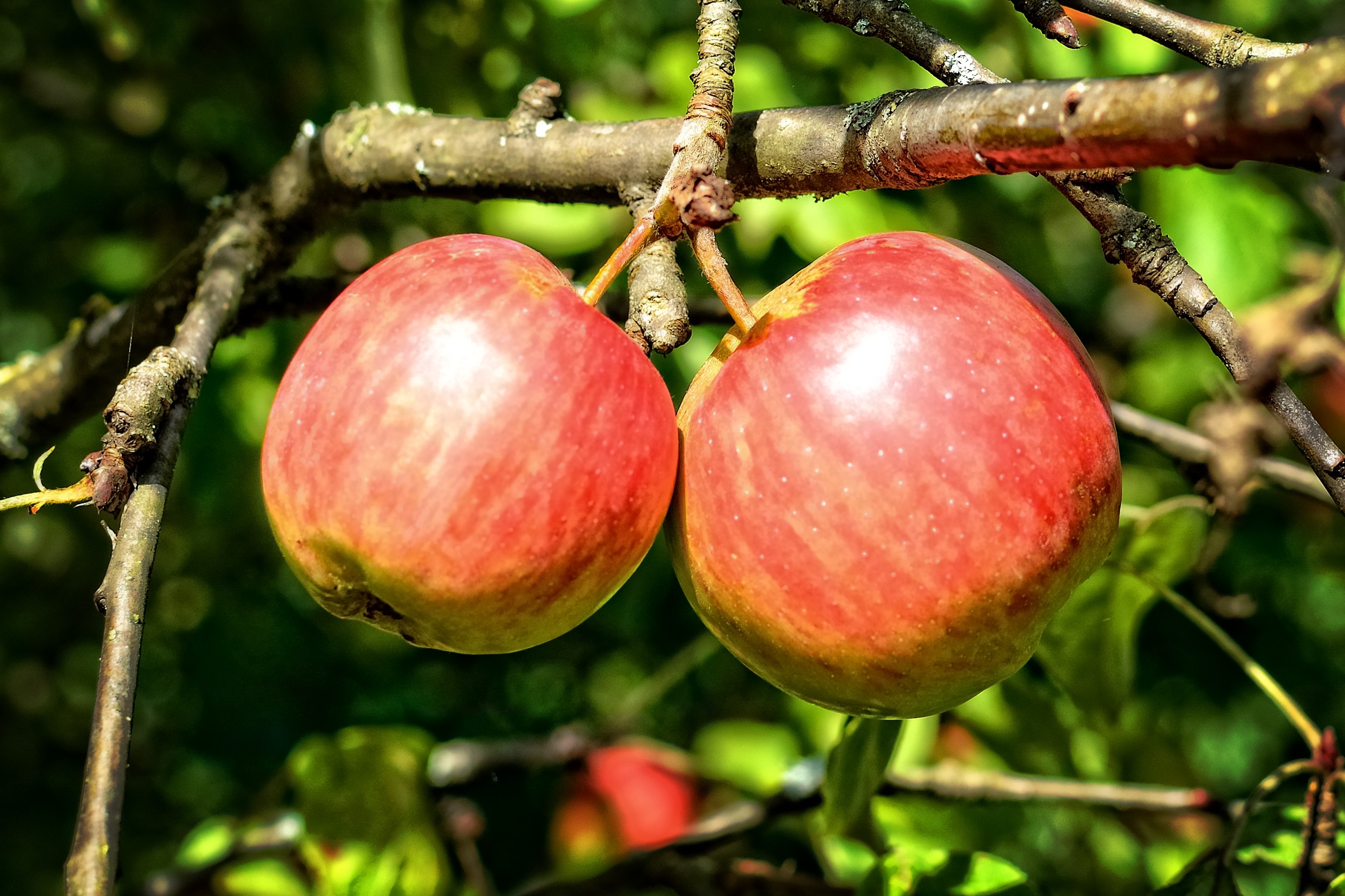 Harvest apple on a tree branches free image download