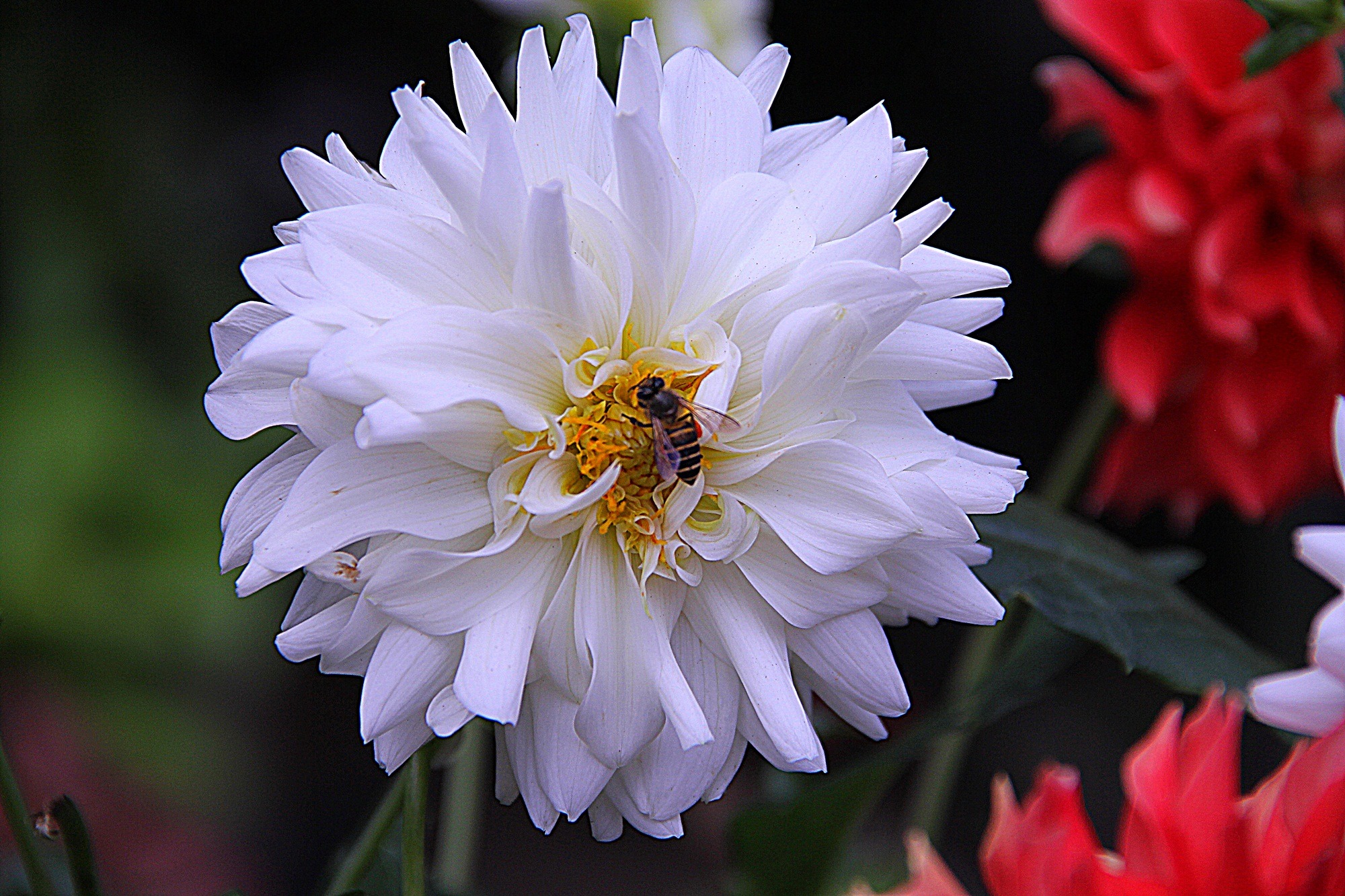 Dahlia flower and bee in a garden free image download