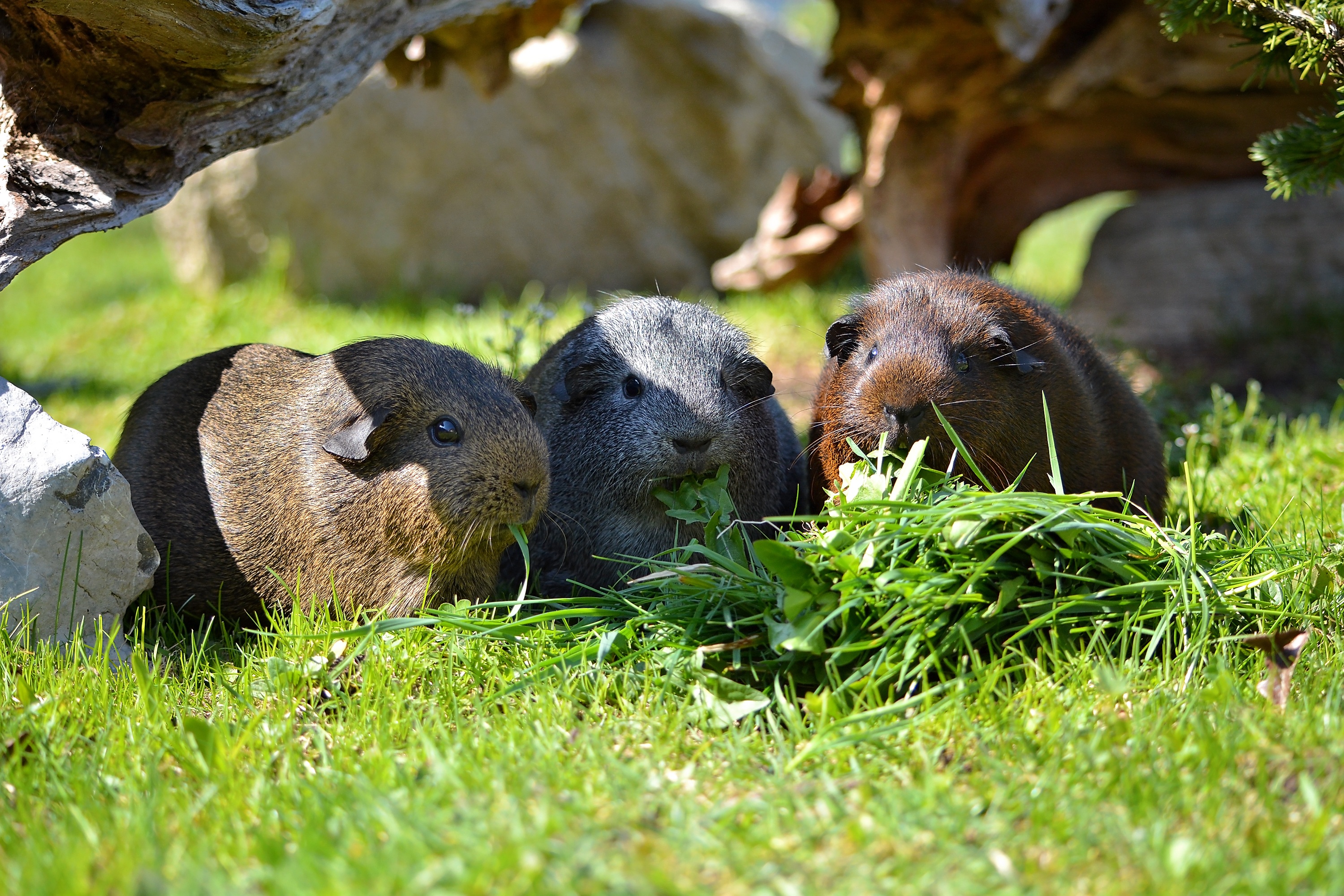 Guinea pigs chew grass on a green field free image download