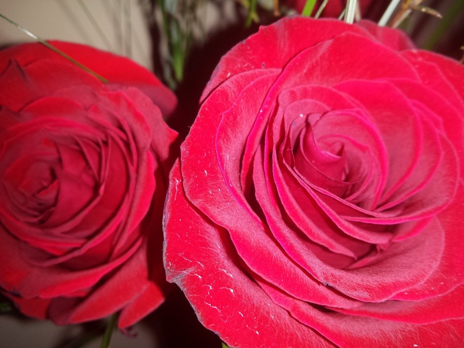Red roses like a passion flower free image download