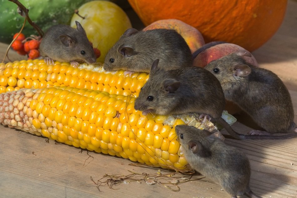 Group of grey mice eating fresh raw corn free image download