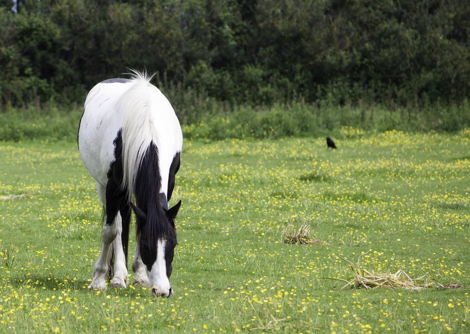White horse pony free image download