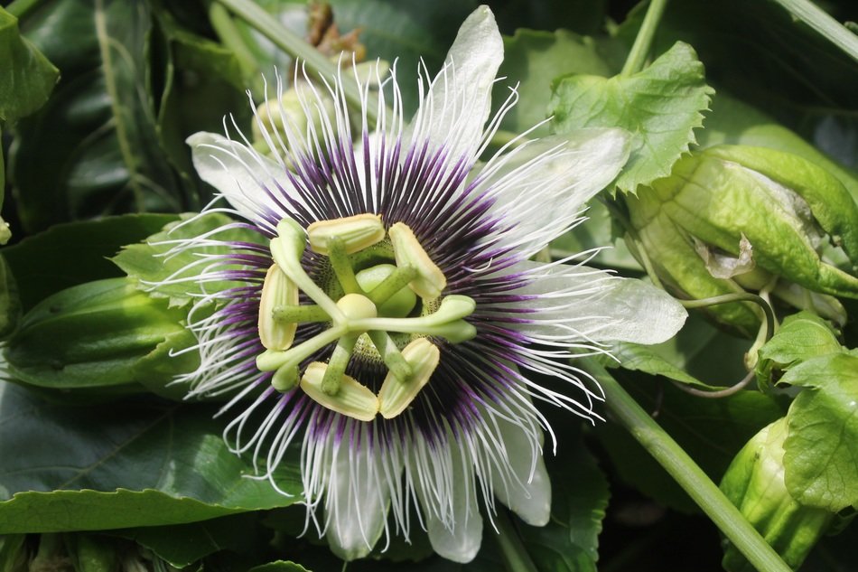 Closeup view of passion fruit flower on a green plant free image download