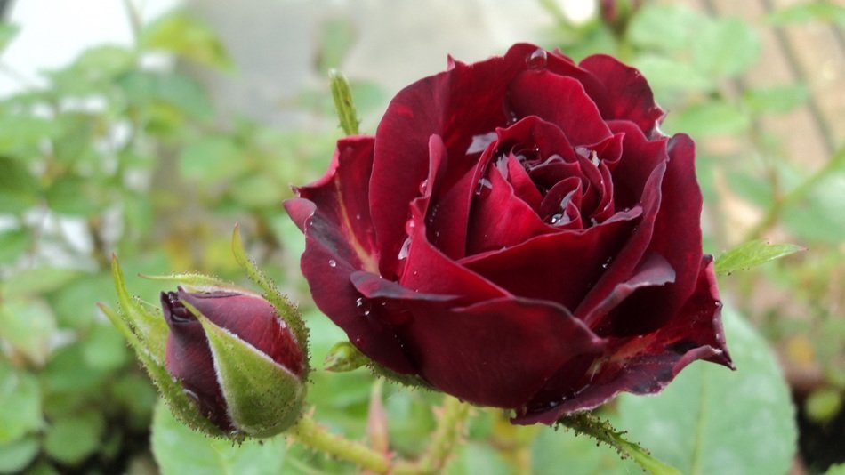 Dark red rose on a bush free image download