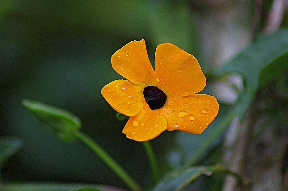 Delicate orange flower free image download