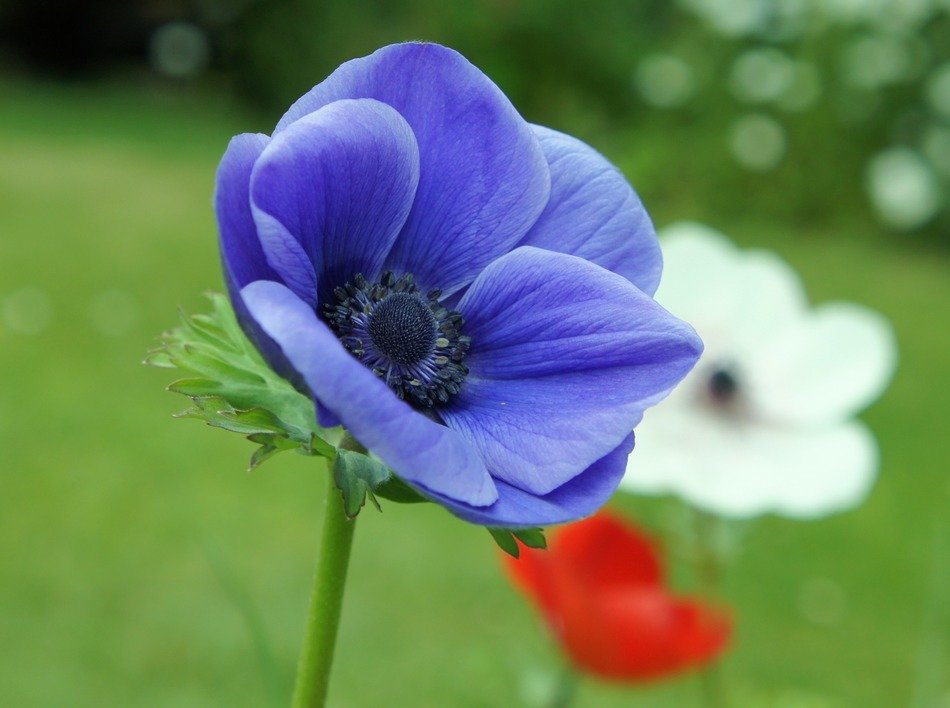 Blue anemone flower close up free image download