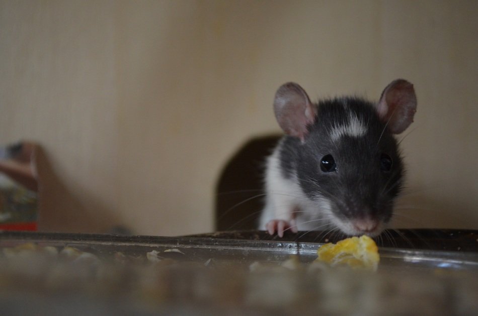 Rat eating food free image download