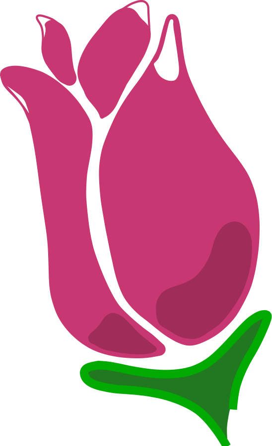 Drawing of a pink rose bud free image download