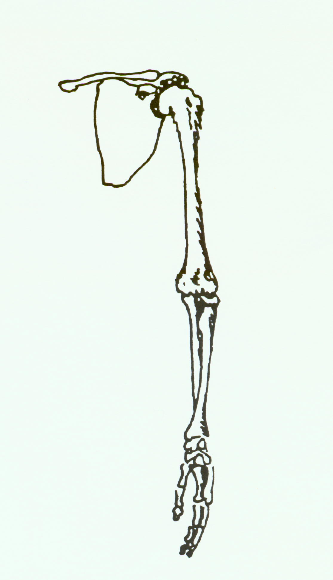 Upper Arm Bone free image download