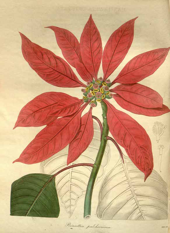 Drawing of a red flower on the wall free image download