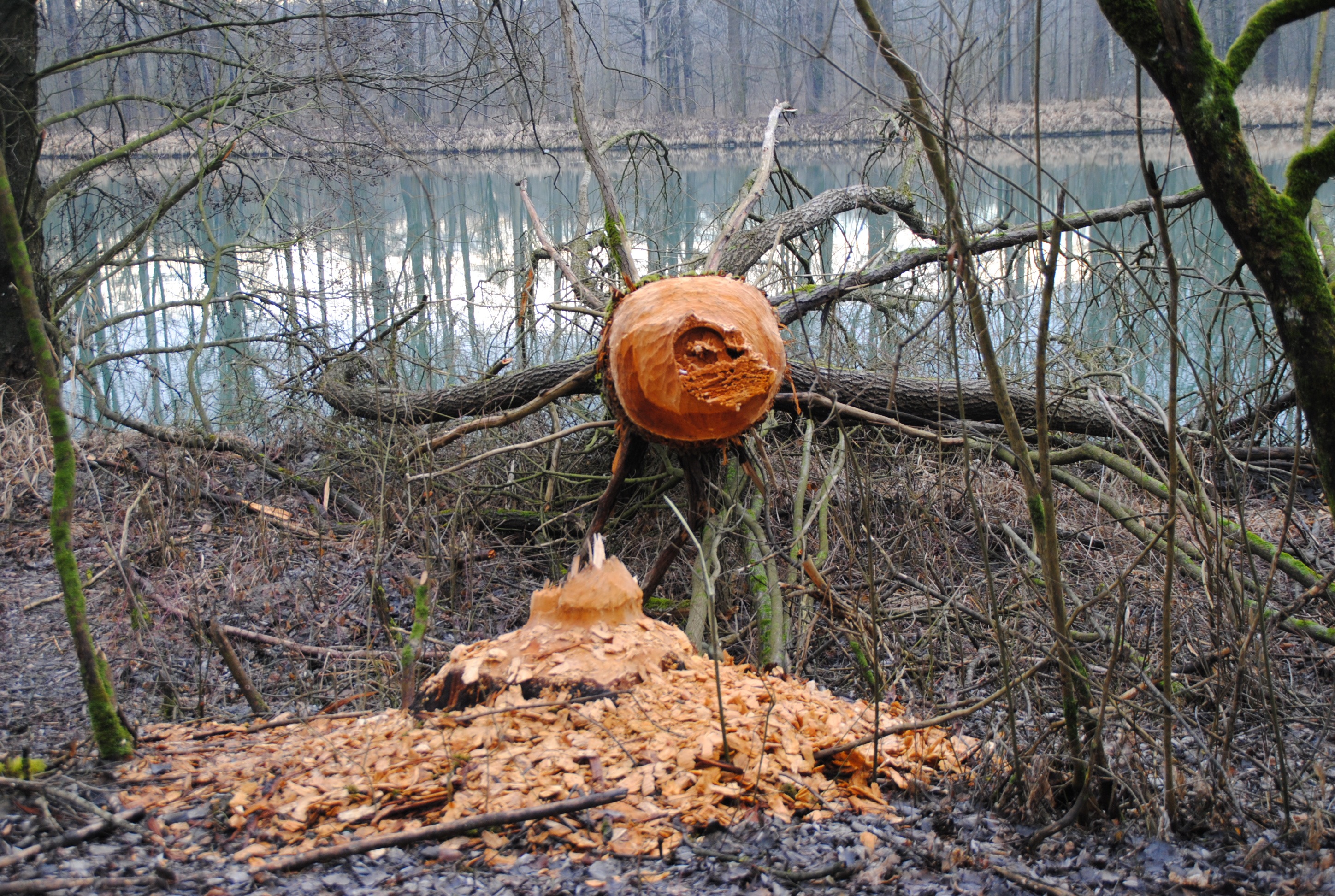 Beaver damage in the forest near the pond free image download