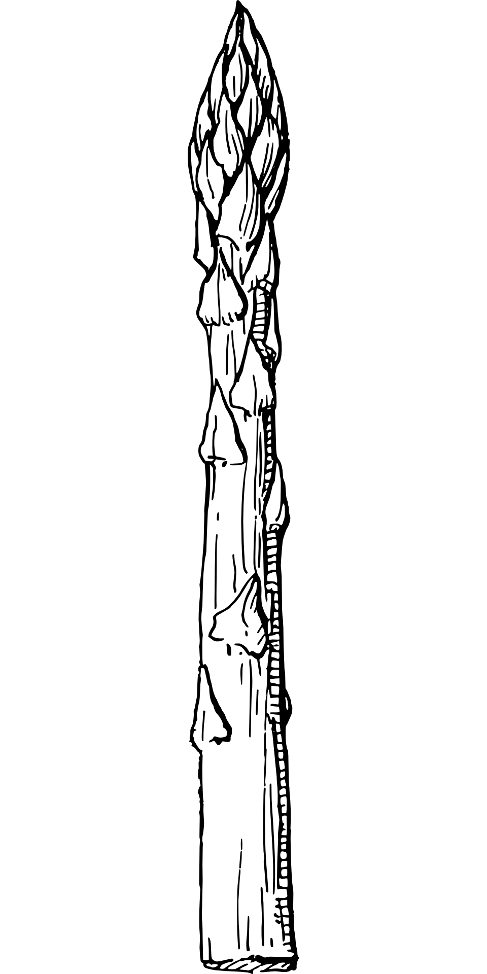 Asparagus Drawing 642x900 asparagus drawing by tara poole. Utsuwa