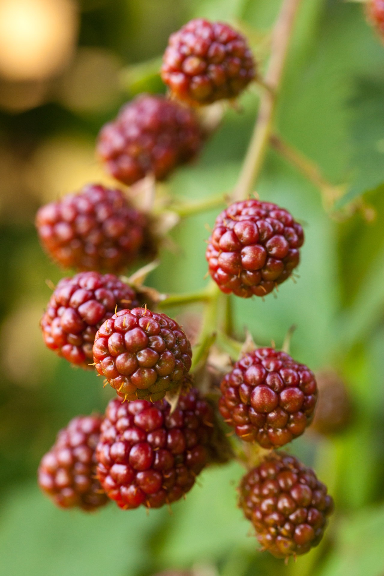 Antioxidant berry free image download
