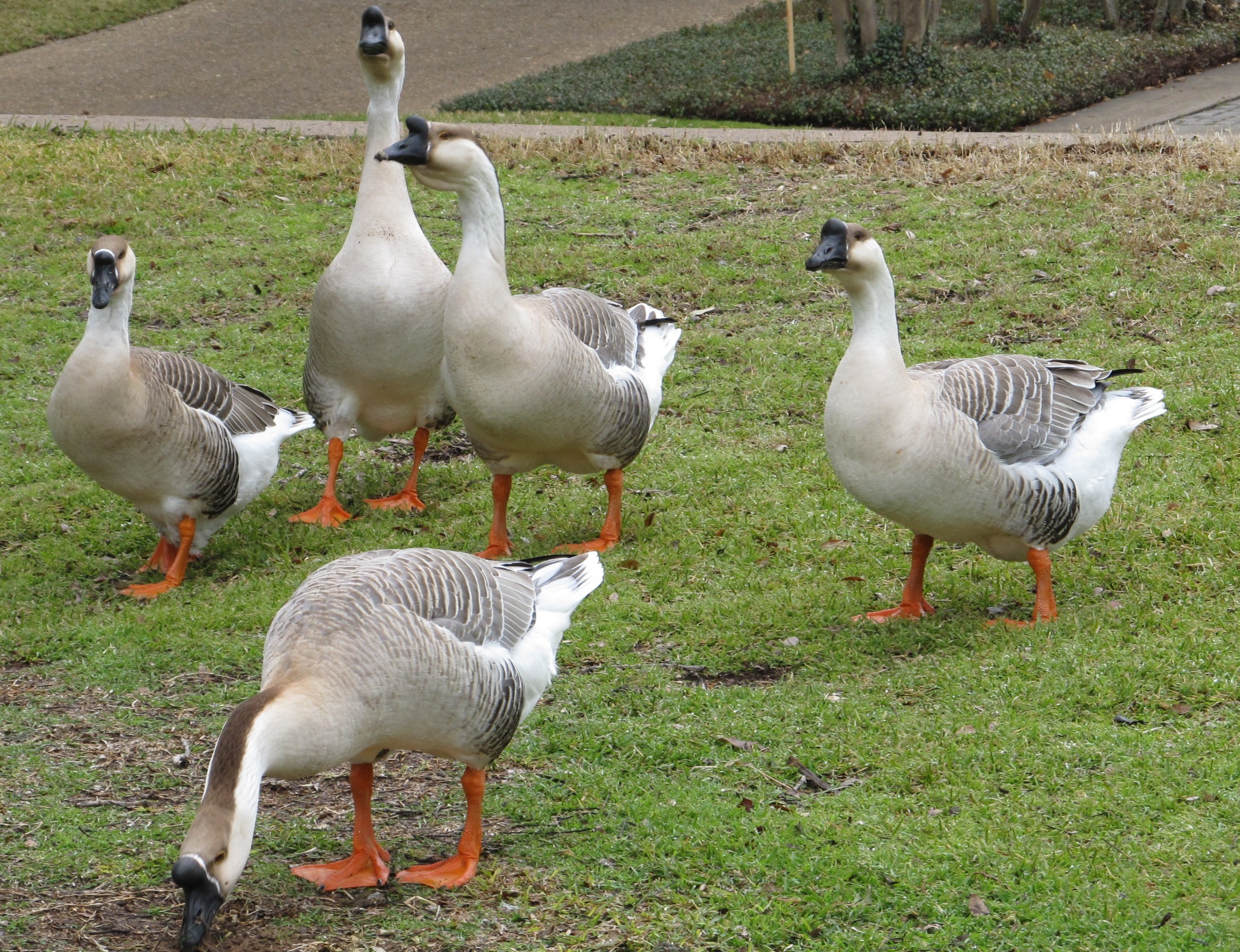 Domestic geese free image