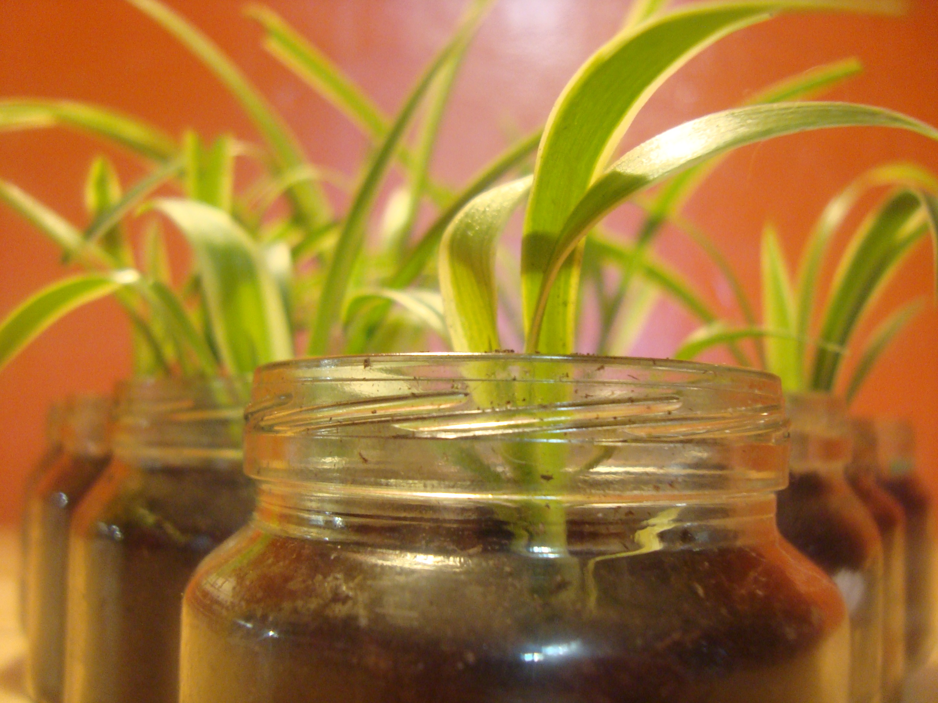 Growing plants in glass jars free image download