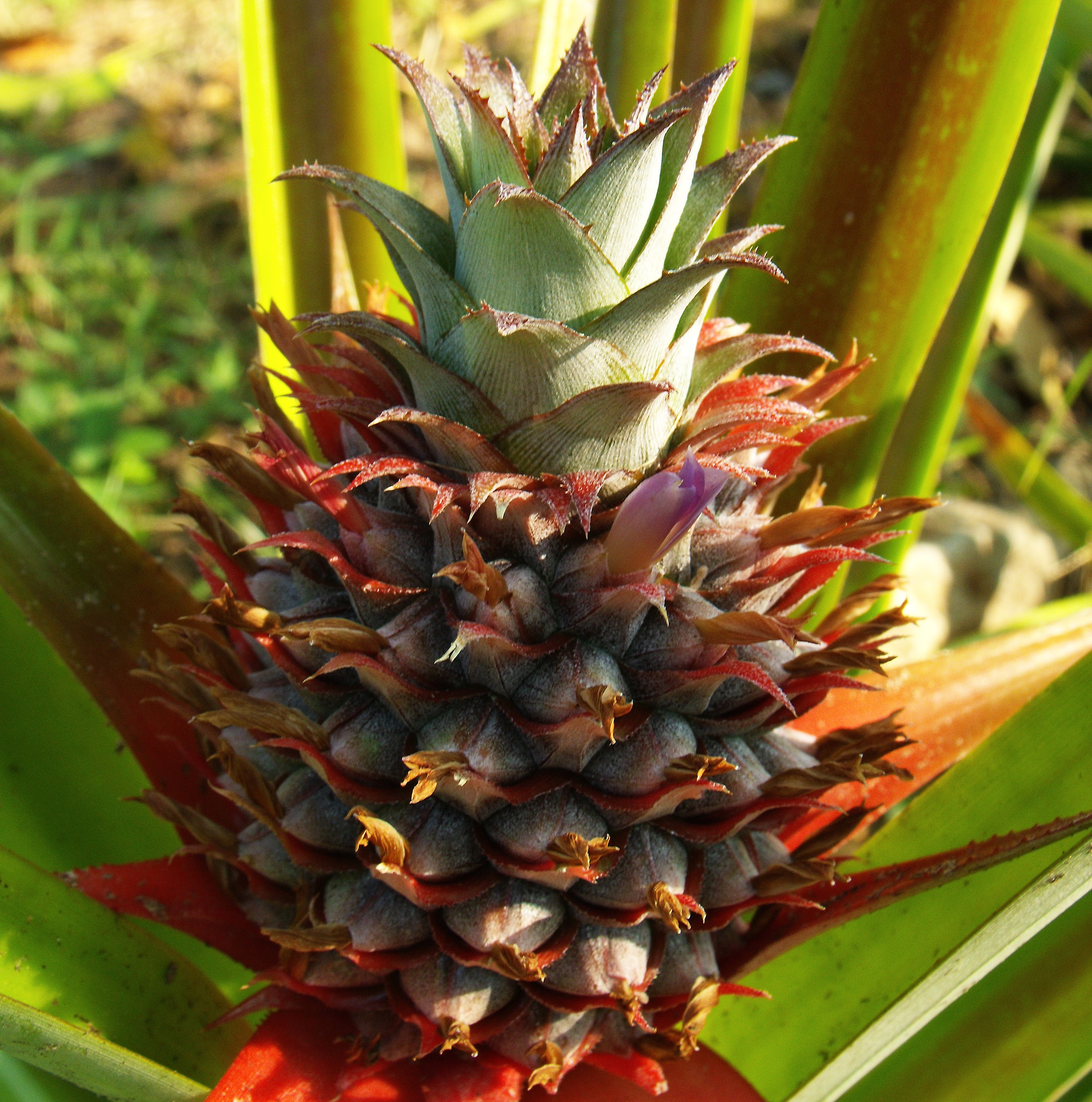 Growing pineapple outdoors free image download