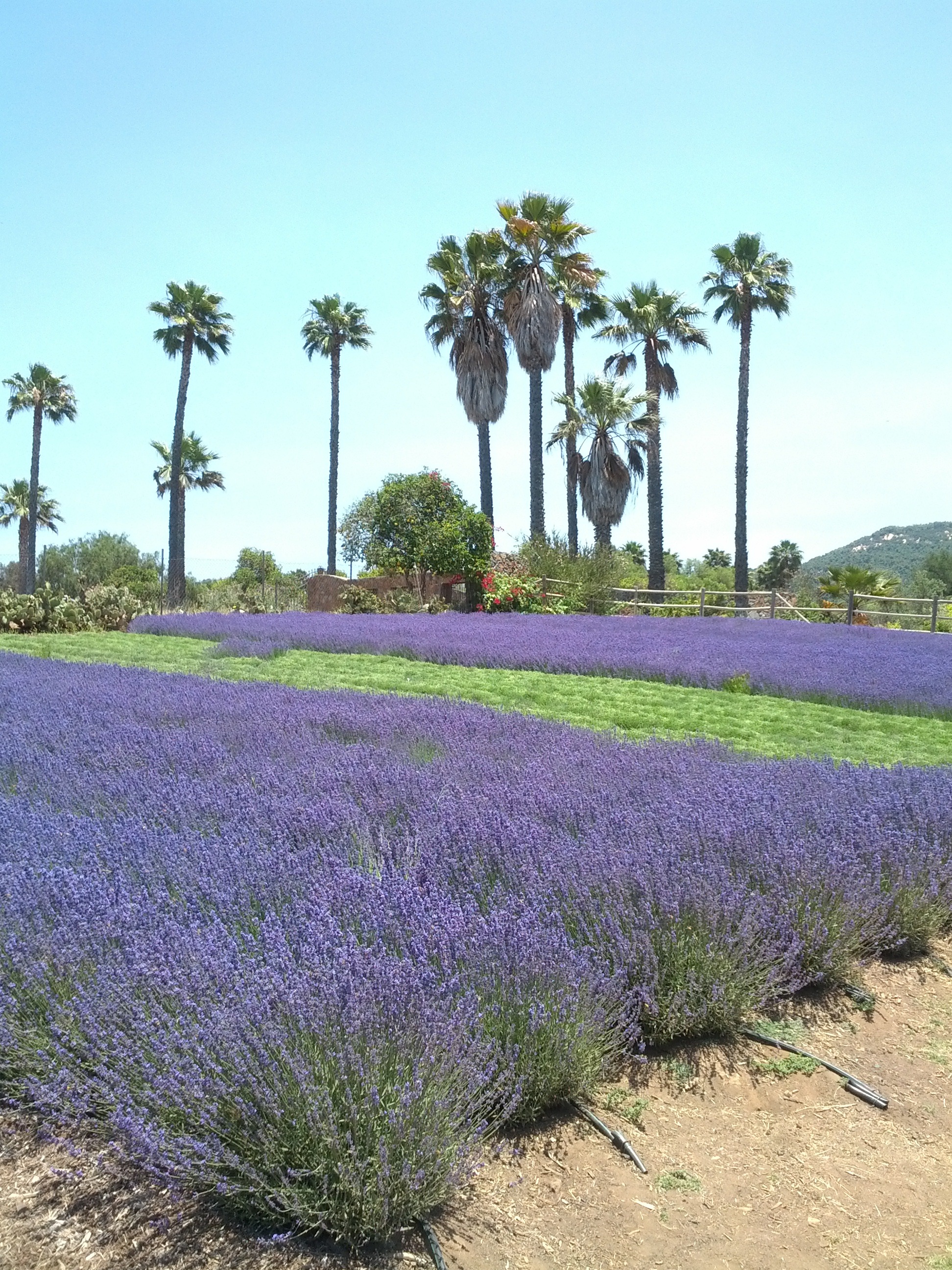 Lavender fields in California free image download