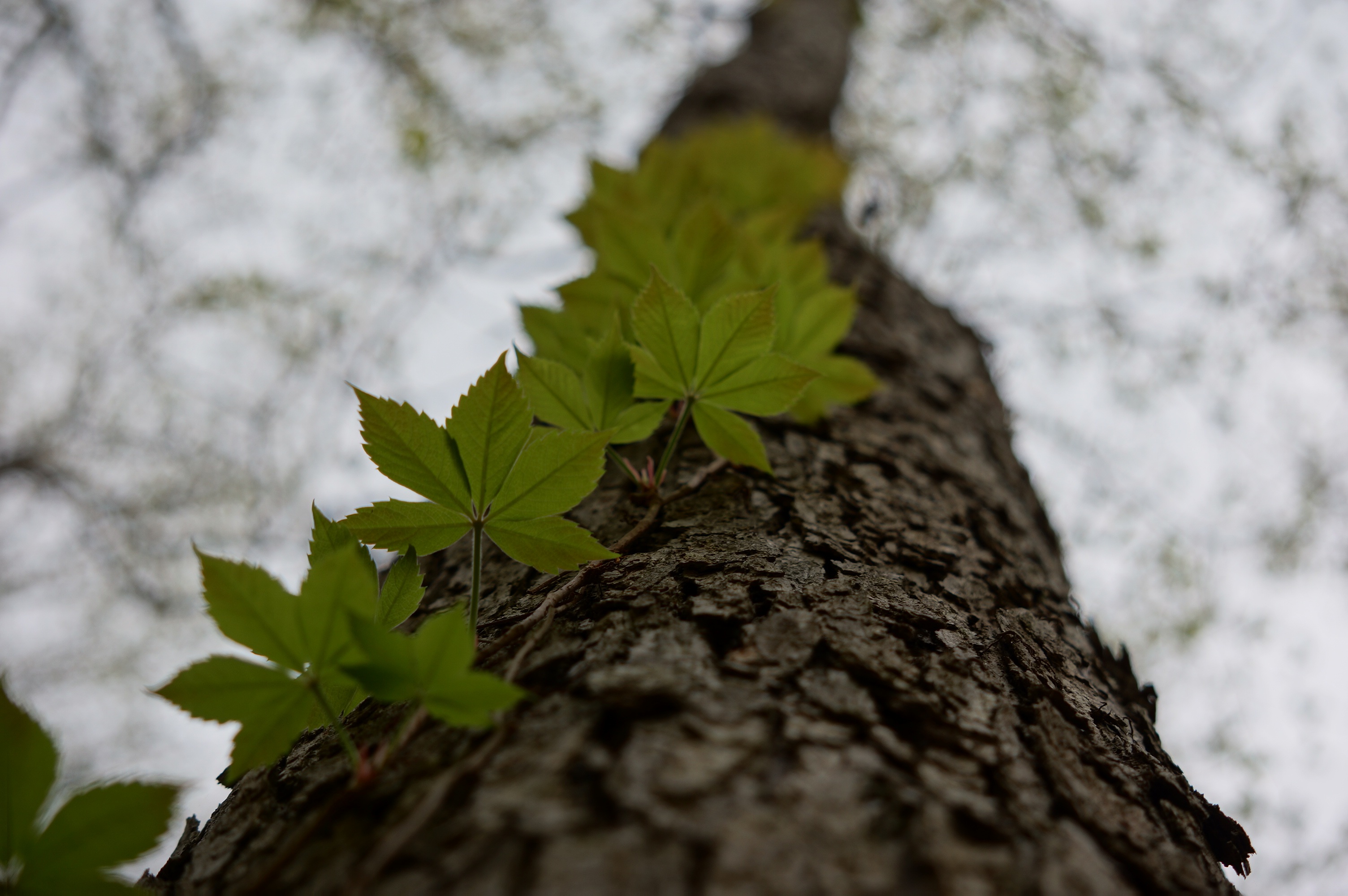 Liana is a climbing plant free image download