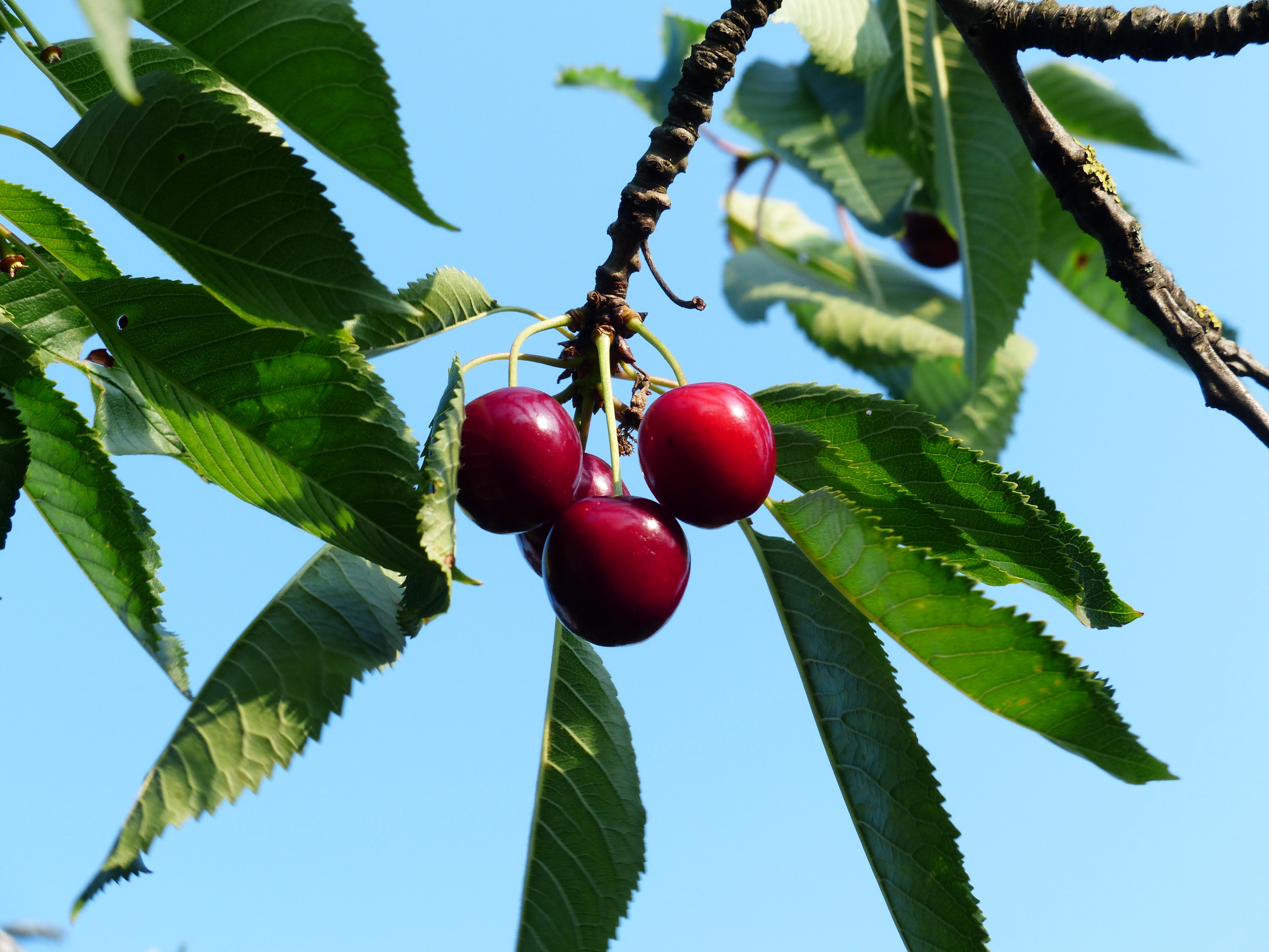 Sweet cherry tree branch free image download