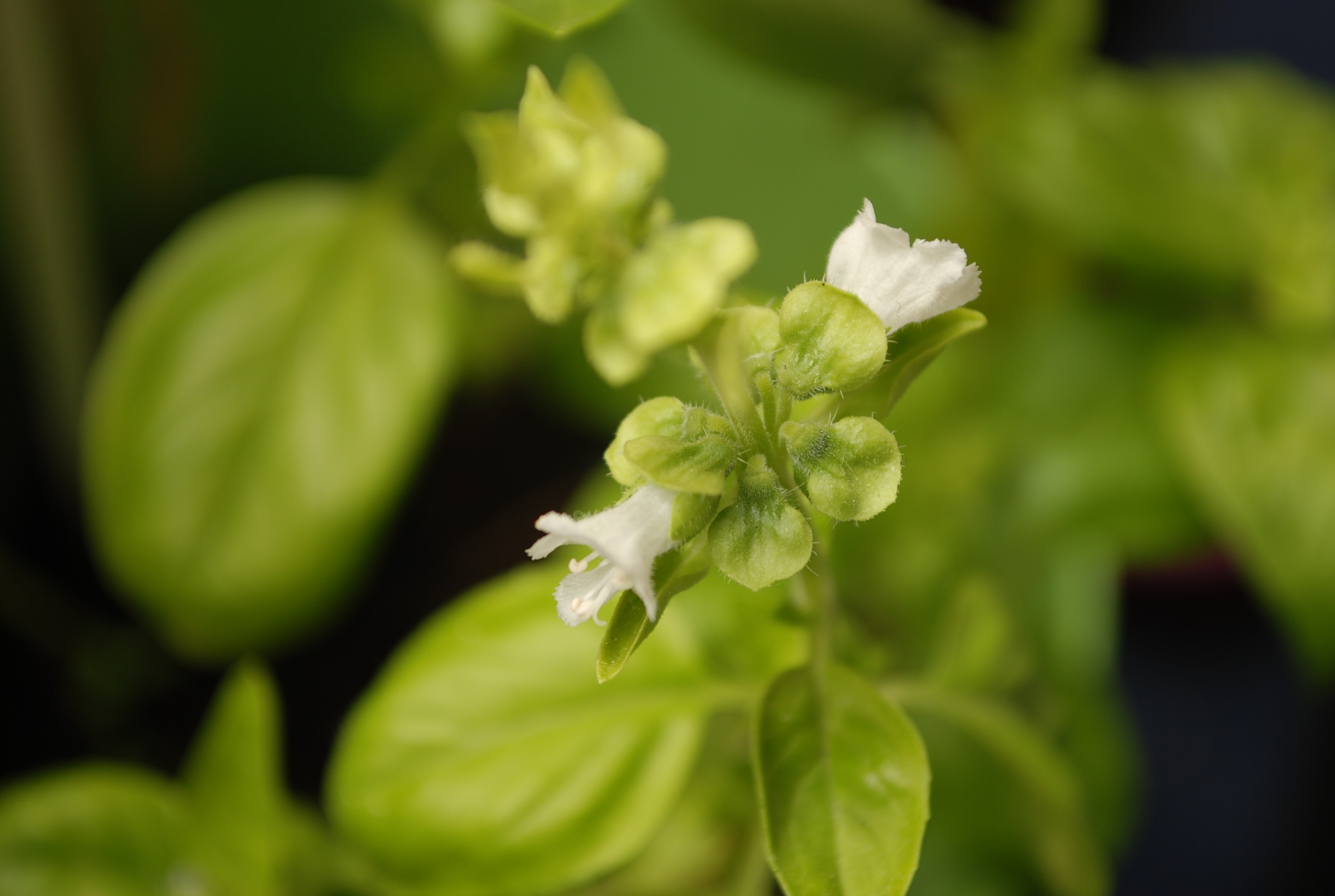 White basil flowers free image download