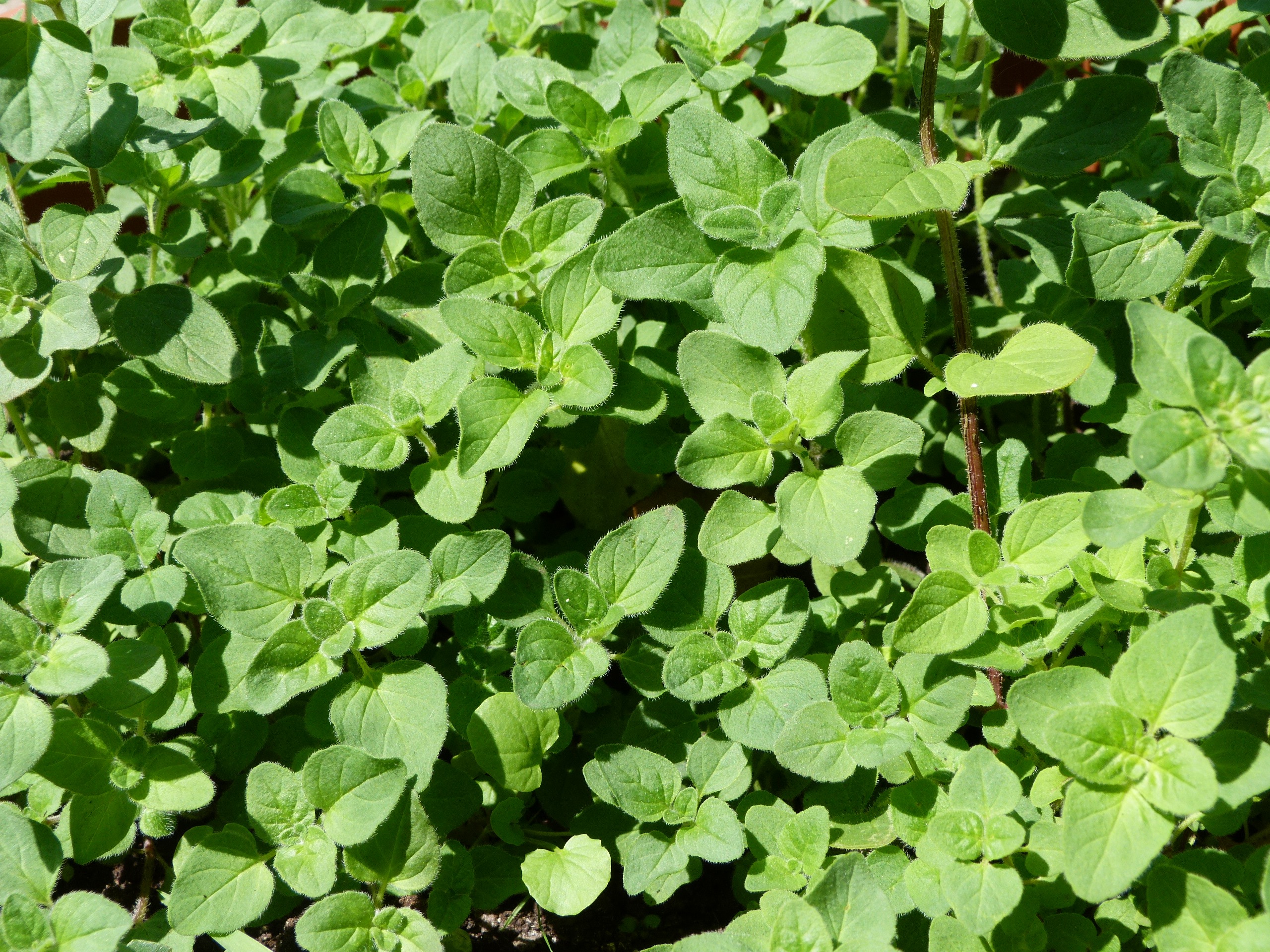 Oregano spice free image download