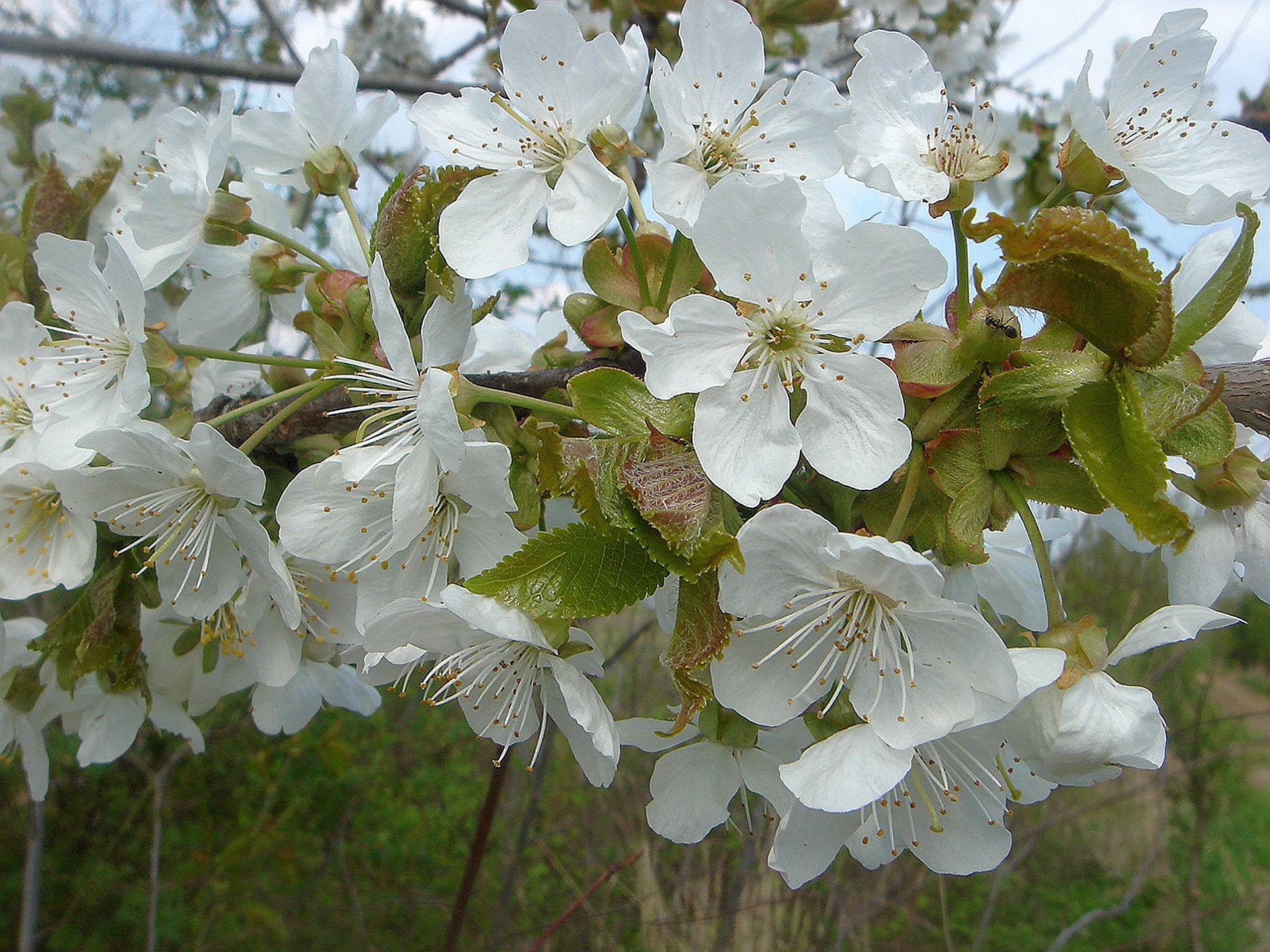 Fruit tree blooms with white flowers free image download