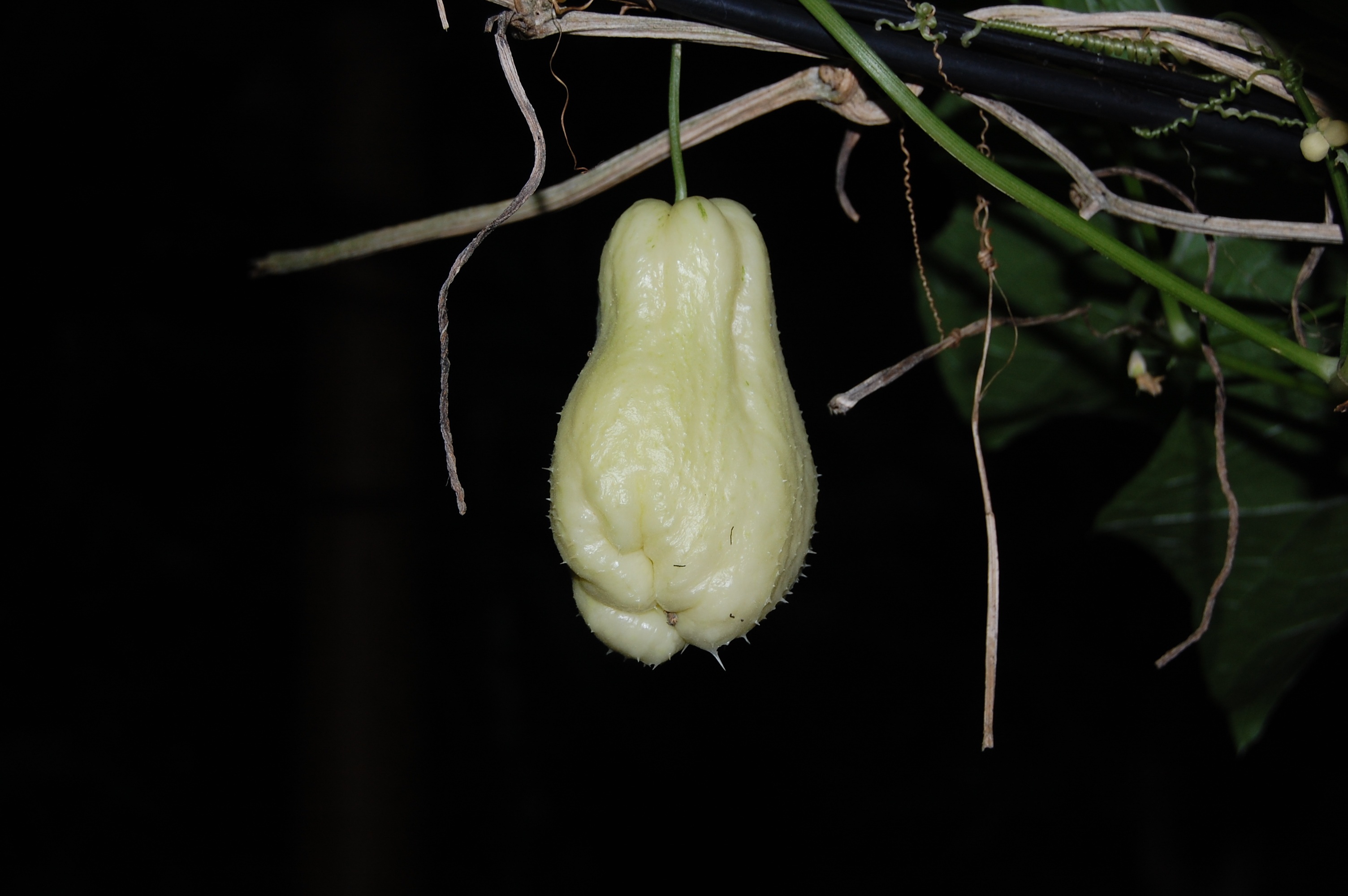 White chayote free image download
