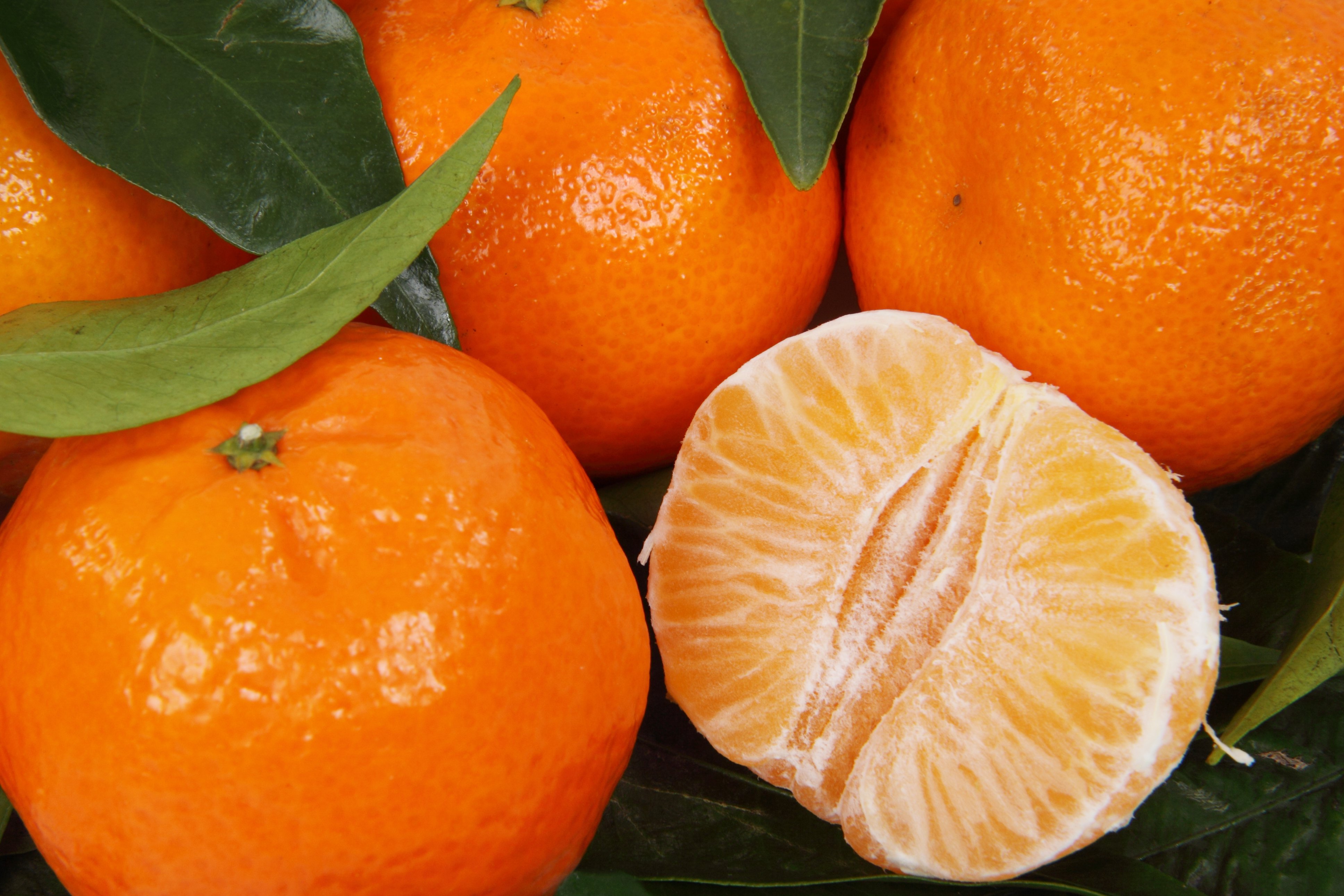 Ripe clementines, a hybrid of tangerine and orange free image download