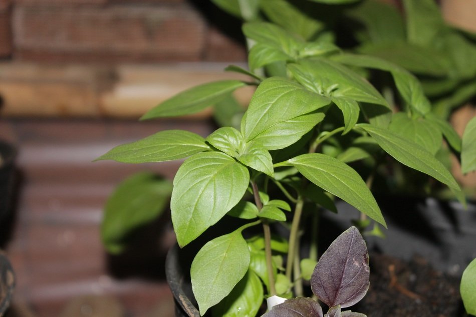 Green basil plants free image download