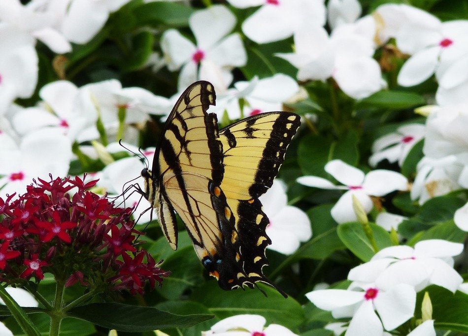 Yellow monarch butterfly free image download