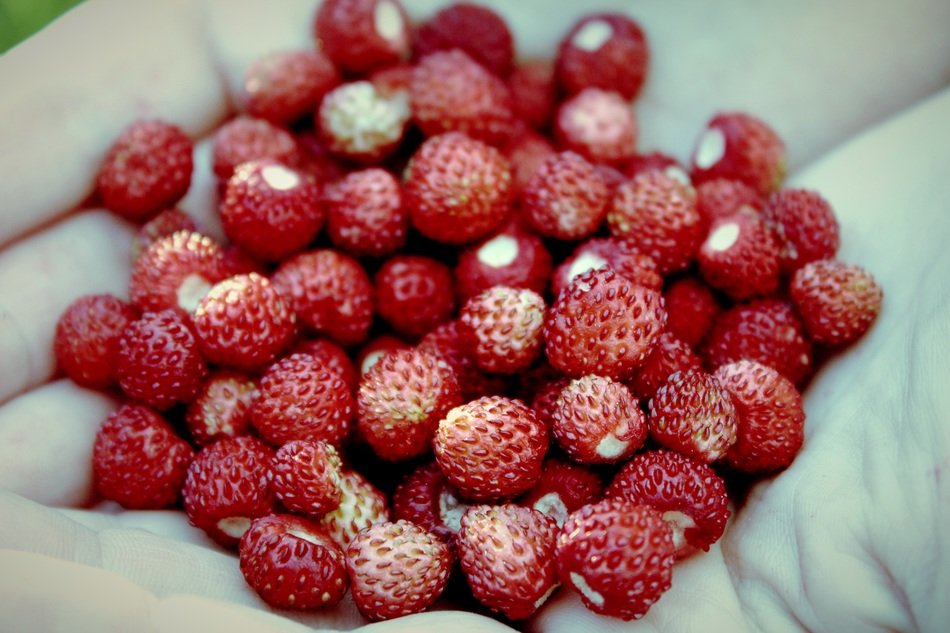 Beautiful ripe wild red strawberries in hands free image download