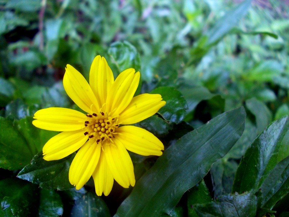 Open yellow flower at greenery, sri lanka free image download